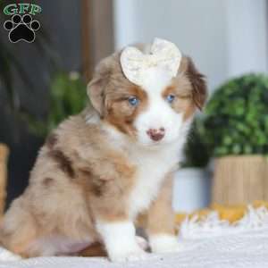 Outback, Miniature Australian Shepherd Puppy